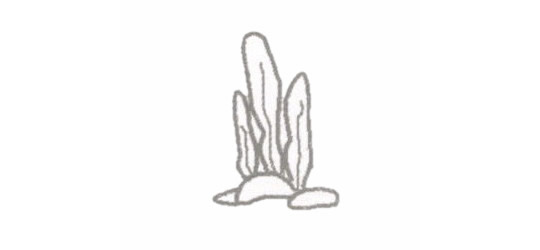 海底世界简笔画的画法