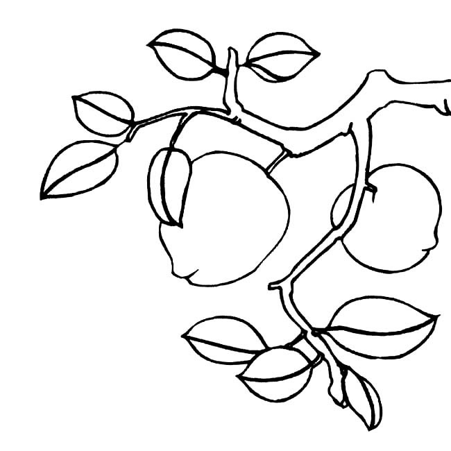 树枝上的桃子简笔画