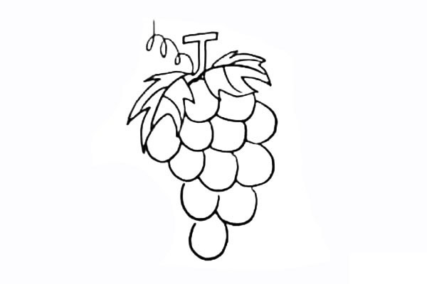 葡萄简笔画详细教程
