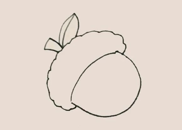 橡果的画法步骤