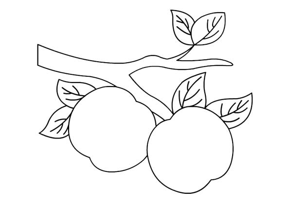 挂在树上的桃子简笔画