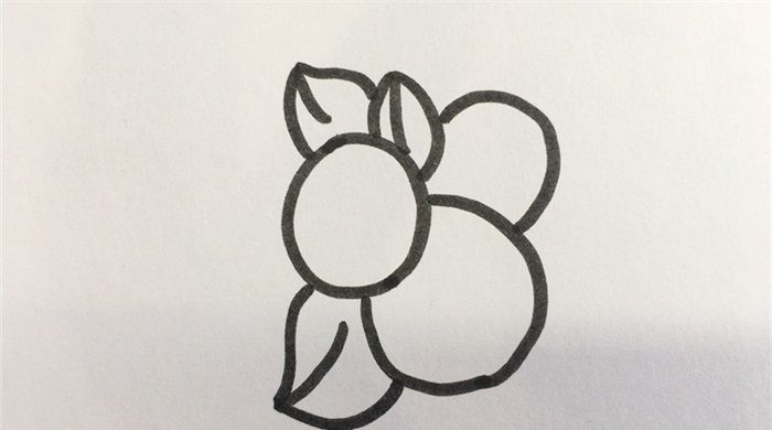 怎样画枇杷