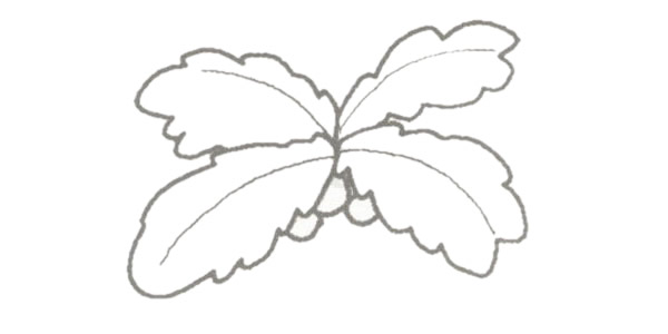 椰子树简笔画的画法步骤