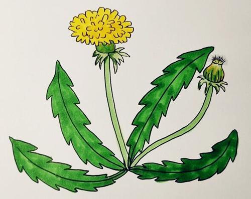 关于蒲公英的简笔画步骤