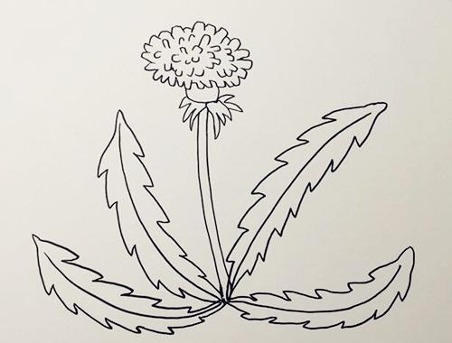 关于蒲公英的简笔画步骤