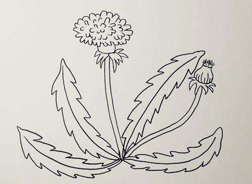 关于蒲公英的简笔画步骤