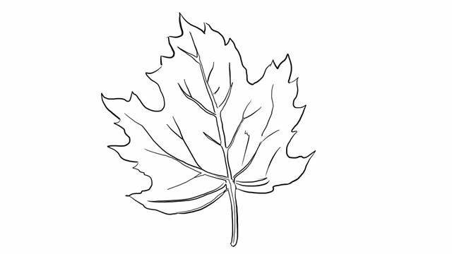 脉络清晰的树叶简笔画