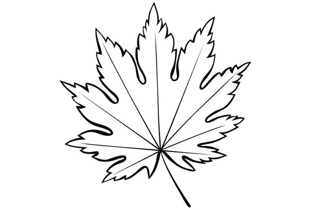 简单好看的枫叶简笔画
