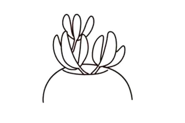 漂亮的多肉植物简笔画教程 漂亮的多肉植物简笔画教程