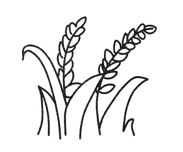 关于麦穗的简笔画