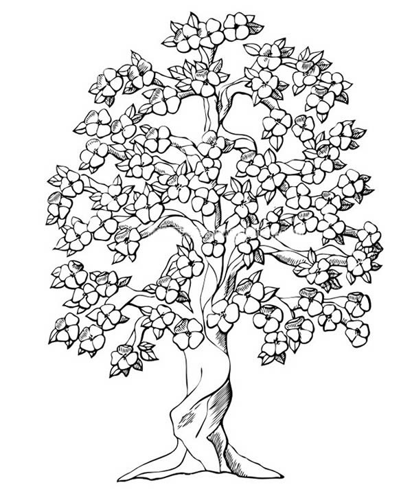 开满花的花树简笔画