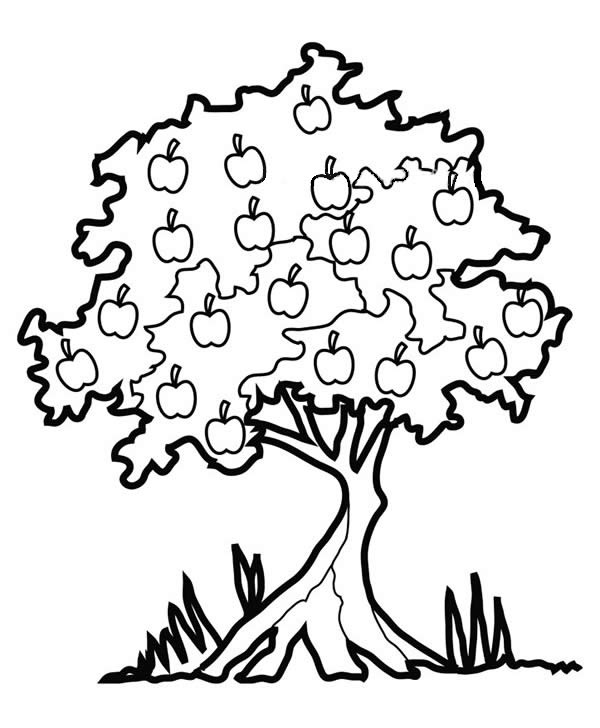 结满苹果的苹果树简笔画