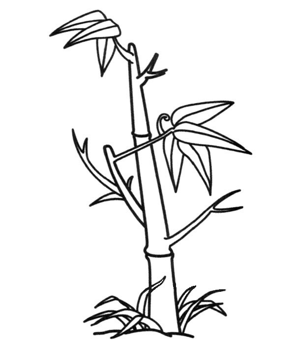 一颗竹子的简笔画