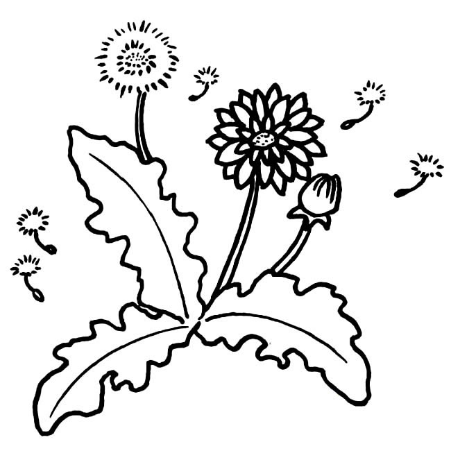 漂亮的蒲公英简笔画