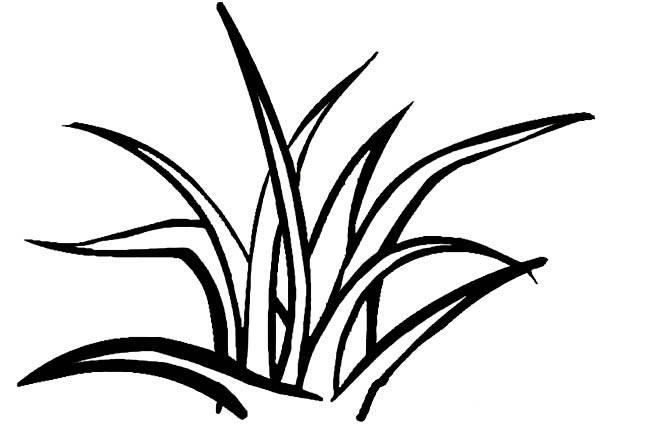 关于小草的简笔画