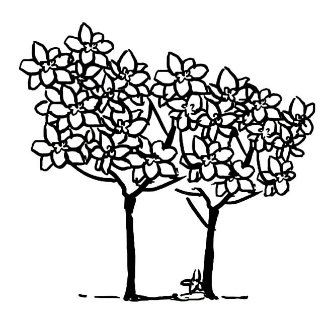 关于桂花树的简笔画