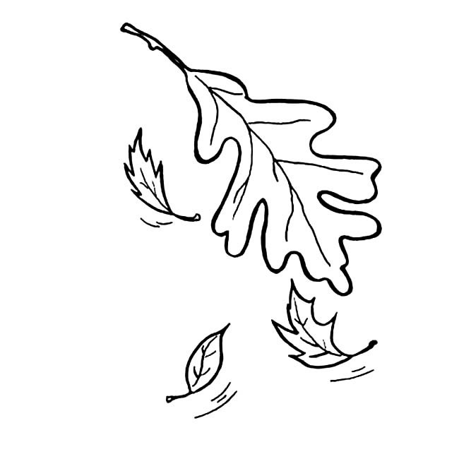 关于落叶的简笔画
