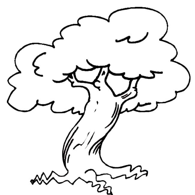 一棵粗壮的大树简笔画