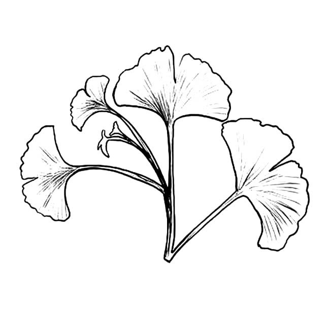 关于银杏叶的简笔画