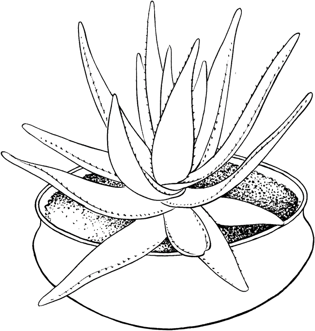 花盆里的芦荟简笔画