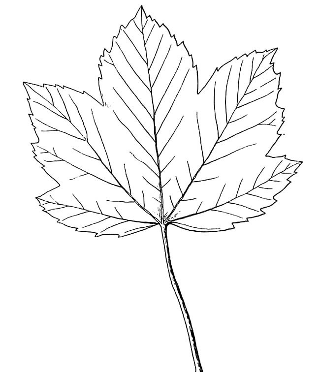 关于枫叶的儿童简笔画