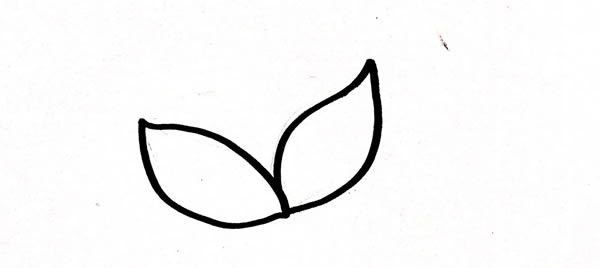 灯笼草简笔画步骤