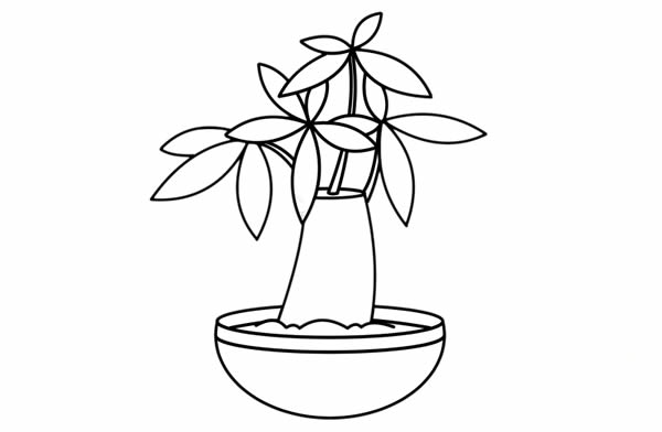 发财树盆栽简笔画
