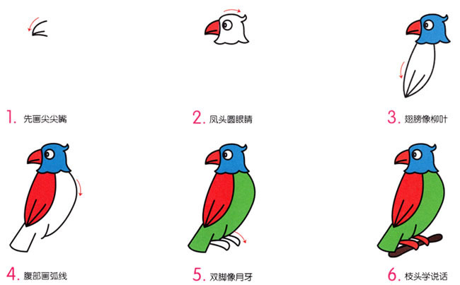 漂亮涂色的鹦鹉简笔画教程