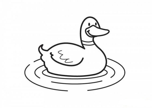 游泳的鸭子简笔画