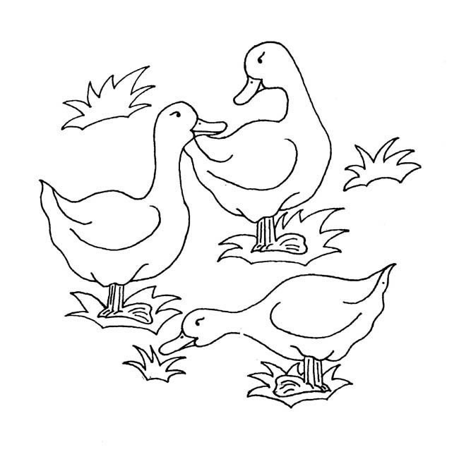 4款关于鸭子的简笔画