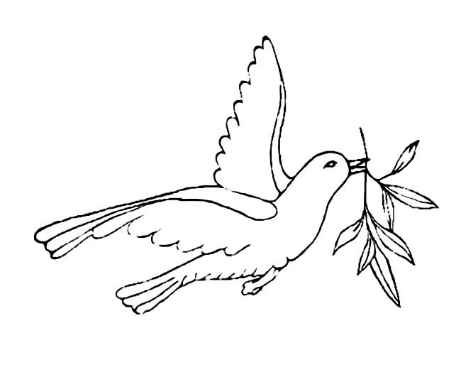 衔着树枝的和平鸽简笔画