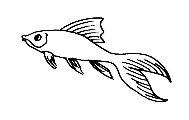 长长的尾巴的锦鲤鱼简笔画