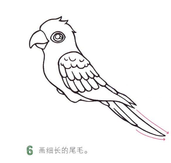 彩色漂亮的鹦鹉简笔画教程