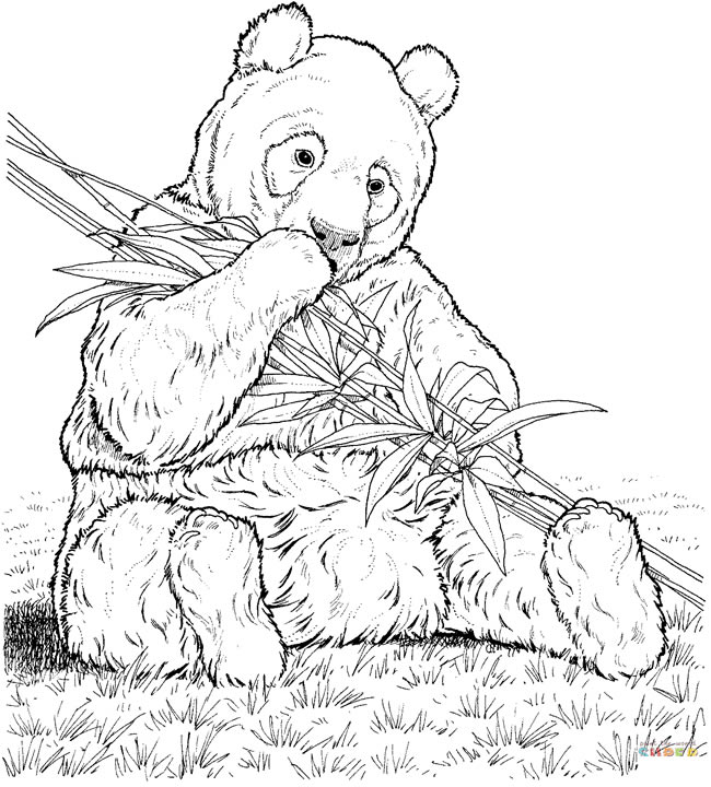 8款关于熊猫的简笔画大全