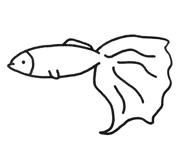 孔雀鱼的简单画法