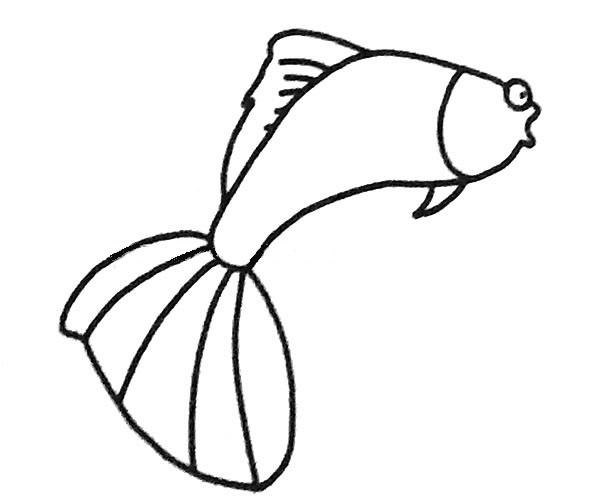 一看就会的孔雀鱼简笔画