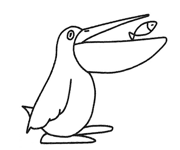 吃鱼的鹈鹕简笔画步骤