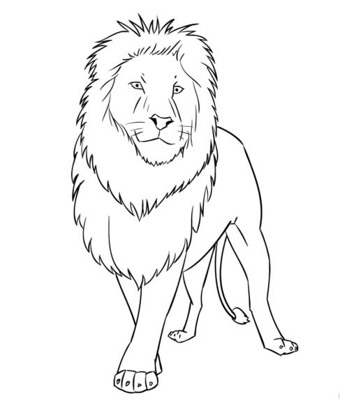 生动霸气的狮子简笔画教程