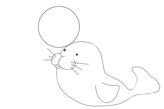头顶球的海豹简笔画教程带涂色