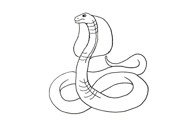 眼镜蛇怎么画 涂色的眼镜蛇简笔画