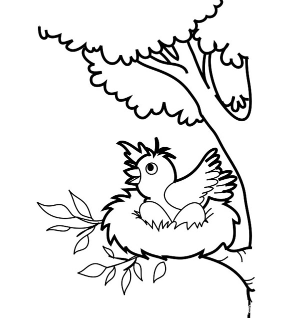 鸟窝里的小鸟简笔画