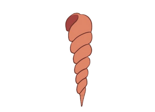 尖尖的小海螺简笔画