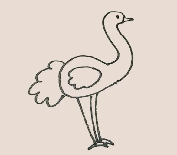 涂色的鸵鸟简笔画教程