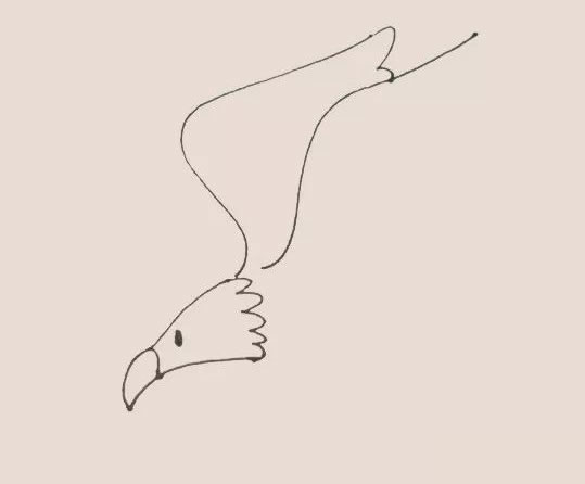 老鹰简笔画步骤教程【涂色】