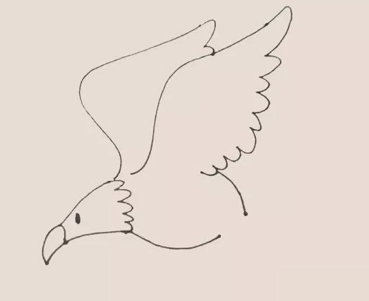 老鹰简笔画步骤教程【涂色】