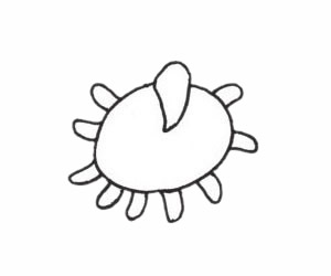 海葵简笔画步骤教程