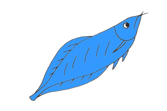 蓝色的龙鱼简笔画