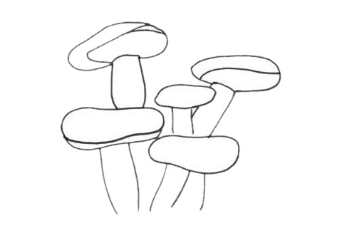 关于珊瑚的简笔画