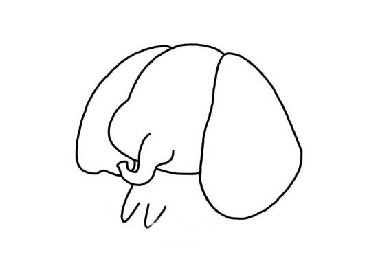卡通的小象简笔画步骤