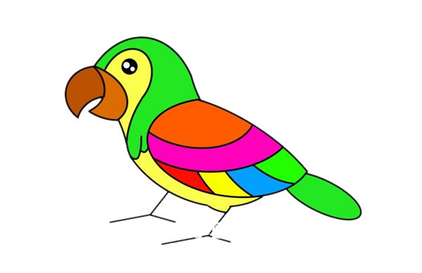 美丽的彩色鹦鹉简笔画步骤